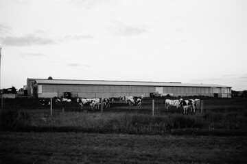 cowshed in Nove Kopisty in Czechia on 5. August 2024 on black and white film - blurriness and noise of scanned 35mm film were intentionally left in image