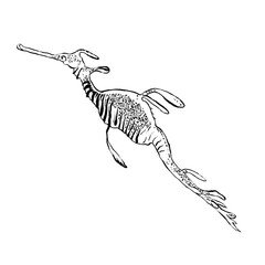 Seahorse © Natalia