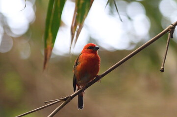 Red!
