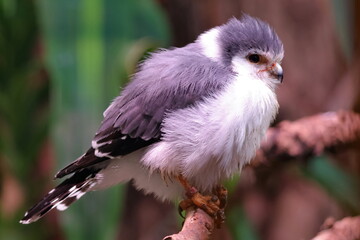Pygmy Falcon