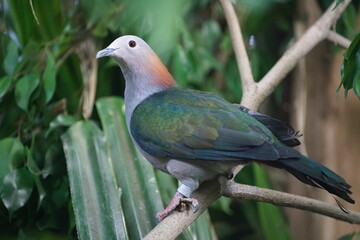 paradise pigeon