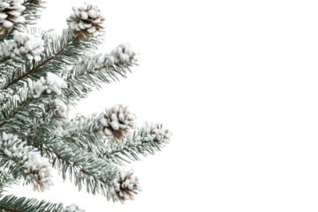 Close-up of snow-laden pine branches, evoking a serene winter atmosphere with natural beauty.