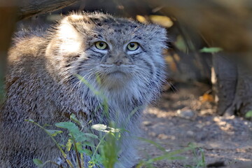 pallas's cat