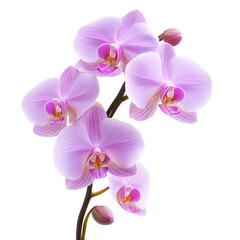Naklejka premium orchids flower on a transparent background