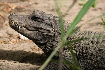 Obraz premium mini dinosaur