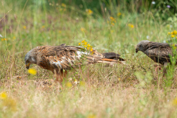 Milan royal,.Milvus milvus , Red Kite