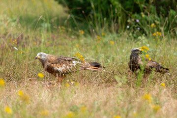 Milan royal,.Milvus milvus , Red Kite
