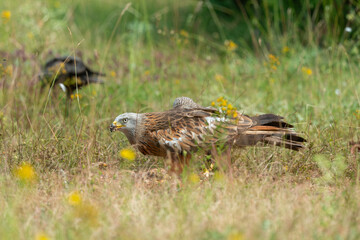 Milan royal,.Milvus milvus , Red Kite