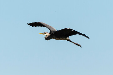 Héron cendré, Ardea cinerea, Grey Heron