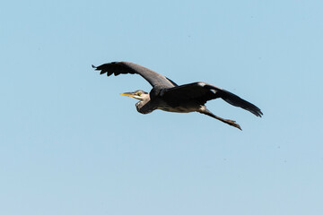 Héron cendré, Ardea cinerea, Grey Heron