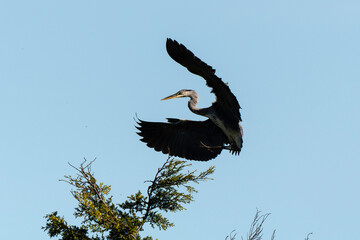 Héron cendré, Ardea cinerea, Grey Heron