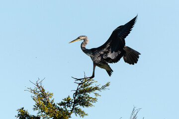 Héron cendré, Ardea cinerea, Grey Heron