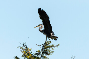 Héron cendré, Ardea cinerea, Grey Heron