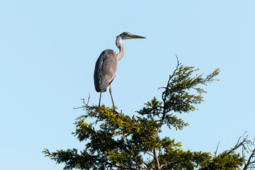 Héron cendré, Ardea cinerea, Grey Heron