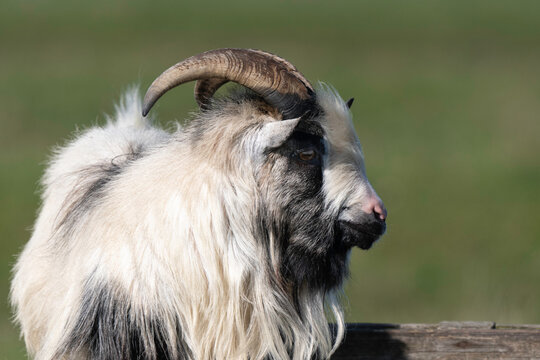 Ch&egrave;vre, bouc, male