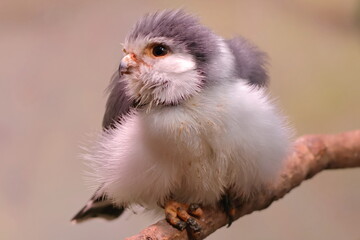 Furball!