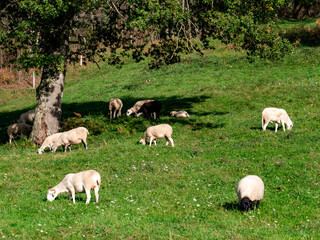 Naklejka premium Brebis en Couserans