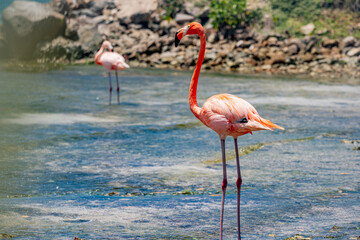 Flamingos on the beach in Aruba.