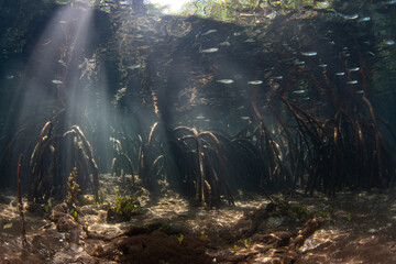 Sunlight descends into a dark mangrove forest on the coast of a remote island in Indonesia. Mangroves serve as vital nurseries for reef fish and invertebrates.
