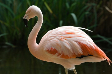 El Flamingo