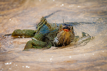 An iguana cools off in the water on the coast of Aruba.