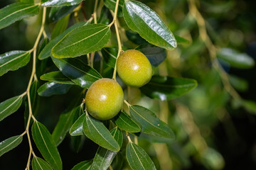 Jujube fruits among the leaves on the branch of a jujube tree.