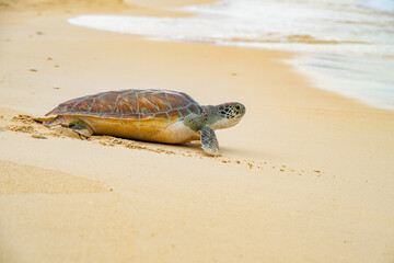 A Green Sea Turtle, raised in captivity, being released into the ocean on Grand Cayman.