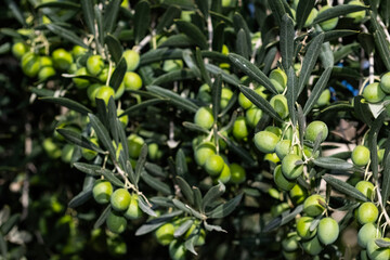 Green olive fruits on a branch among green leaves.