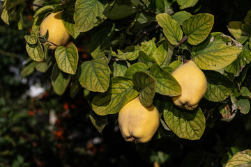 Ripe quince fruit between the leaves on the branch of a quince tree.
