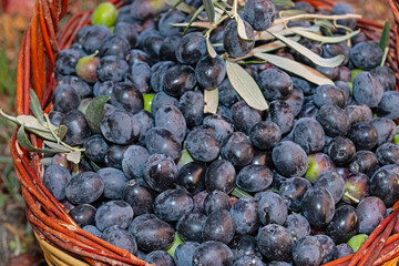 Fototapeta premium Black olives picked from a tree in a basket.