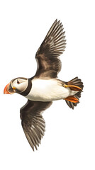 Obraz premium Atlantic Puffin Bird, in Transparent PNG Background, Wallpaper, Cover and Screen for Smartphone, PC, Laptop, Transparent PNG.