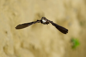 Uferschwalbe // Sand martin (Riparia riparia)