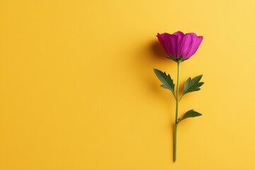 A vibrant pink flower against a bright yellow background, isolated on clean surface.