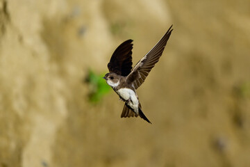 Uferschwalbe // Sand martin (Riparia riparia)