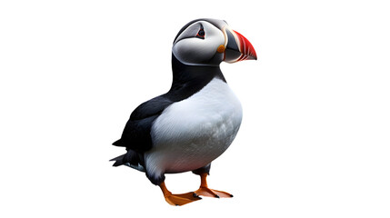 Naklejka premium Atlantic Puffin Bird, in Transparent PNG Background, Wallpaper, Cover and Screen for Smartphone, PC, Laptop, Transparent PNG.