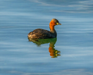A little grebe (Tachybaptus ruficollis) on the waters of the Upper Zurich Lake (Obersee), St. Gallen, Switzerland