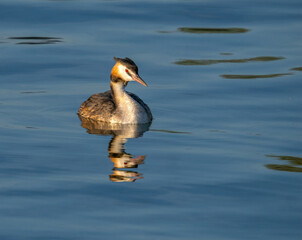 A crested grebe (podiceps cristatus)  on the pristine waters of the Upper Zurich Lake (Obersee), Rapperswil, St. Gallen, Switzerland