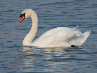 The majestic elegance of a swan swimming in the pristine waters of the Upper Zurich Lake (Obersee), Hurden, Schwyz, Switzerland