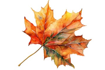Fototapeta premium Autumn maple leaf watercolor plant tree creativity.