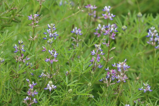 Miniature Lupine, Lupinus Bicolor, a handsome native monoclinous annual herb displaying terminal indeterminate raceme inflorescences during Spring in the Santa Monica Mountains.