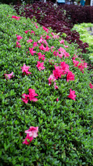 Obraz premium Vibrant Pink Azaleas Blooming Amidst Lush Green Bushes in a Garden with Red Foliage in the Background
