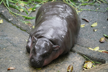 Three-month-old pygmy hippo found sleeping in zoo