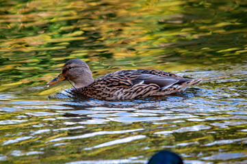 Stockente schwimmt im Teich auf der suche nach Futter
