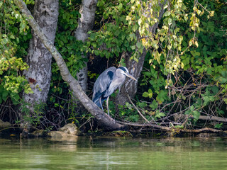 Grey heron (Ardea cinerea) stalking its prey through the shallows of the Upper Zurich Lake (Obersee); Rapperswil, St. Gallen, Switzerland