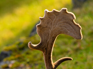 Palm-shaped antlers of a male fallow deer (dama dame), St. Gallen, Switzerland