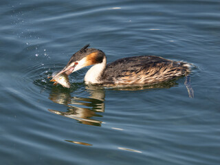 Crested grebe flapping its freshly caught fish on the waters of the Upper Zurich Lake (Obersee),...