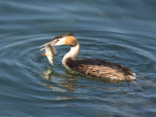 Adult crested grebe (podiceps cristatus) with a freshly caugh fish, Upper Zurich Lake (Obersee), Rapperswil, St. Gallen, Switzerland