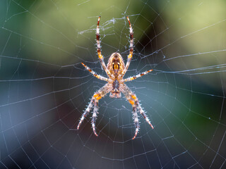 European Garden Spider (Araneus diadematus) closeup, Central Switzerland
