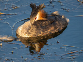 Beautiful sight of a crested grebe taking a nap on the shores of the Upper Zurich Lake, Rapperswil, St. Gallen, Switzerland