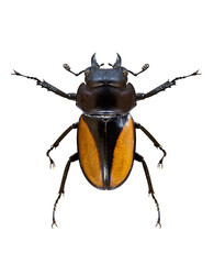 Close view of the Parry's stag beetle (Neolucanus parryi) isolated on transparent background